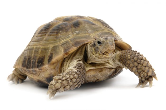 A small tortoise on a solid white background.